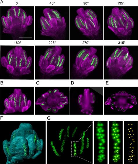 Plantae Imaging Plant Germline Differentiation Within Arabidopsis