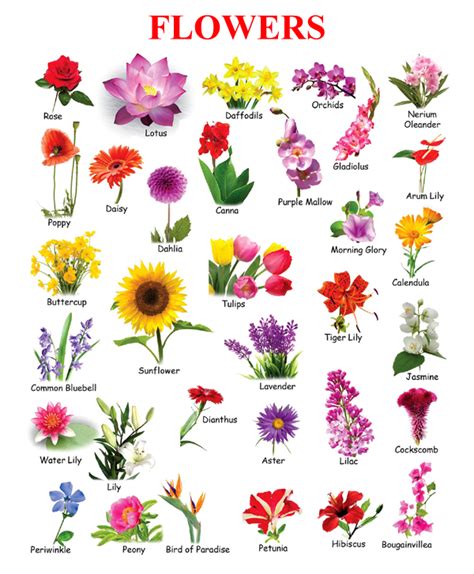 Flowers Name Chart Toppers Bulletin Flower Images With Name