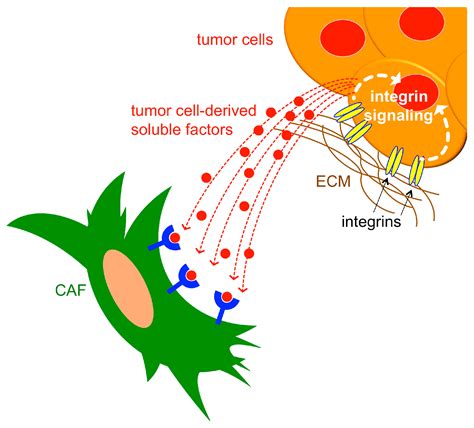 Cancers Free Full Text Integrin Regulation Of Caf Differentiation