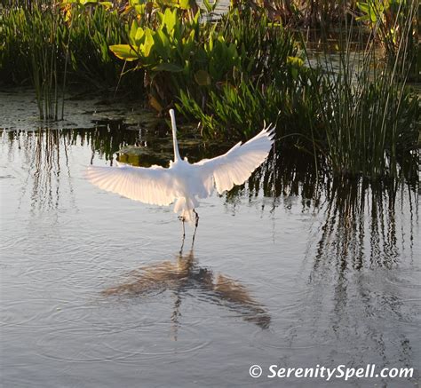 The Larger Wading Birds White Egret At Dusk In The Florida Wetlands
