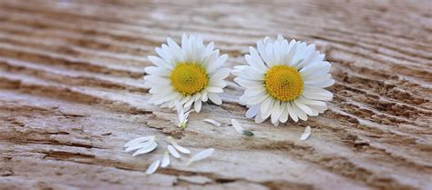 1920x1080 Wallpaper Shallow Focus Photography Of Two White Daisy
