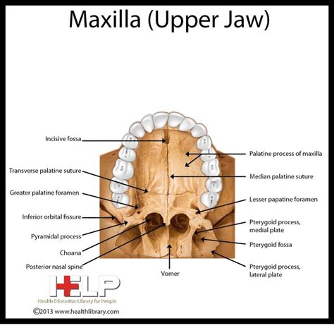 Maxilla Upper Jaw Dental Hygiene Student Dental Scrubs Dental