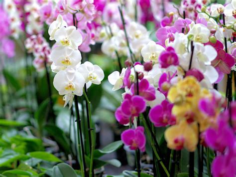 10 Fun And Interesting Facts About Phalaenopsis Orchids Plant Index