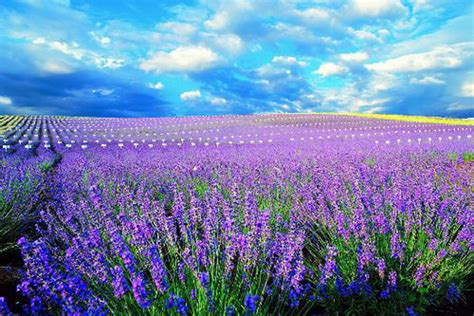 Hình ảnh Hoa Lavender Oải Hương đẹp Nhất HÌnh Ảnh ĐẸp
