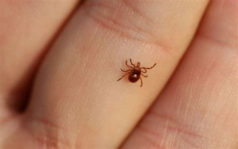 What Does A Tick Look Like And Where Do Ticks Live