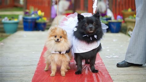 Cute Doggy Wedding Youtube