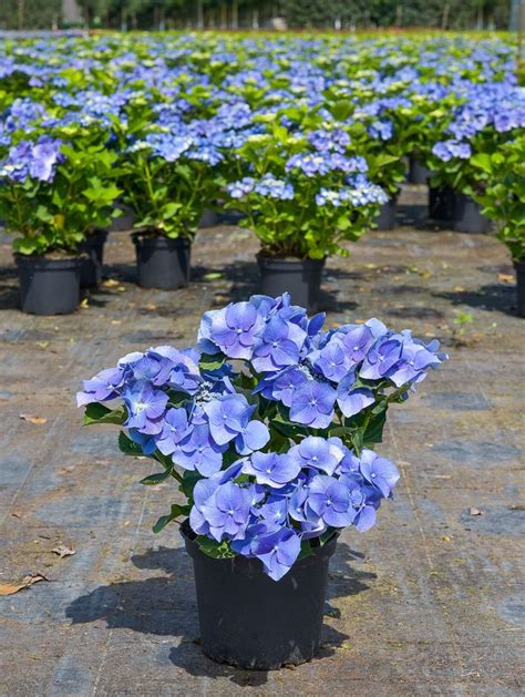 Bauernhortensie Blaumeise Hydrangea Macrophylla Blaumeise Günstig Kaufen