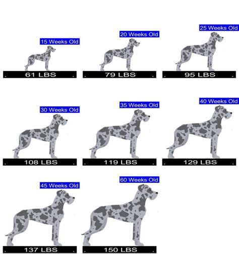 Great Dane Growth Chart Great Dane Weight Calculator