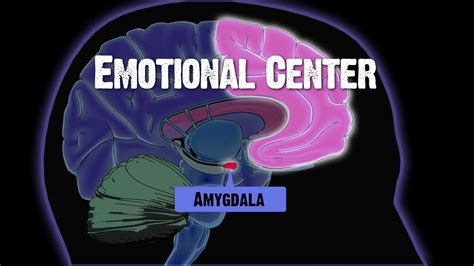 Drug And Alcohol Abuse And The Brain Amygdala Youtube