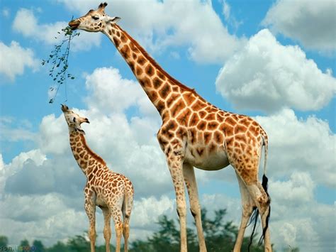 Awesome Giraffe Wallpapers Top Free Awesome Giraffe Backgrounds