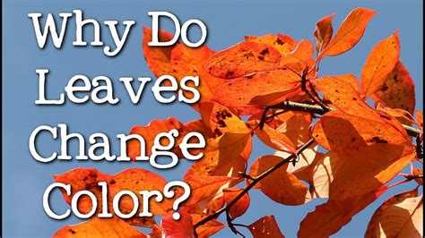 Why Do Leaves Change Color What Makes The Leaves Fall