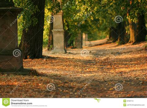 Tree Alley At Early Evening Stock Photo Image Of Colors Branches