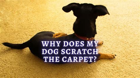 Why Does My Dog Scratch The Carpet Reasons Why And How To Stop It