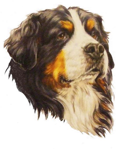 Bernese Mountain Dog In Colored Pencil Drawing By Barbara Keith Fine