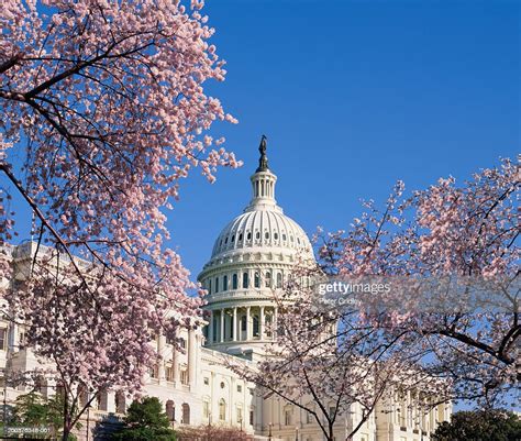 Usa Washington Dc Capitol Hill Capitol Building Cherry Blossoms High
