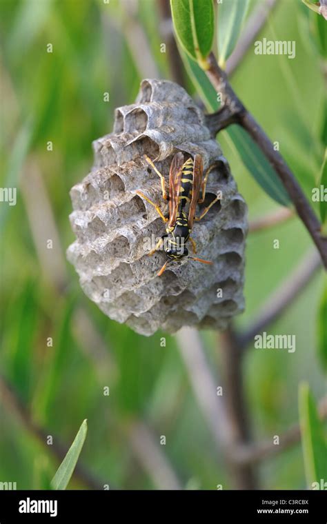 European Paper Wasp Polistine Paper Wasp Polistes Dominula