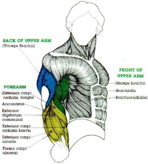 The truth about lower back pain from deadlifts. Big Bicep muscle digram and Large Tricep Muscle Diagram