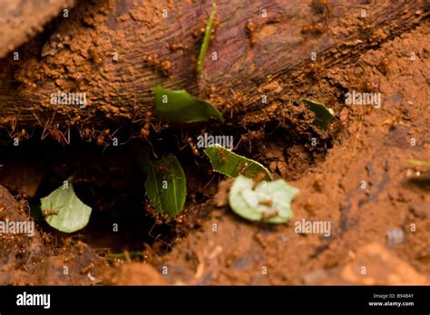 Leaf Cutter Ants Atta Cephalotes Carrying Leaf Fragments Into Their