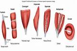 Function Of Core Muscles Photos