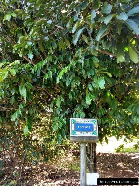 Buy Langsat Fruit Trees In Australia Lansium Domesticum