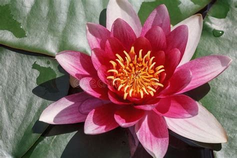 Beautiful Blooming Red Water Lily Lotus Flower With Green Leaves In The