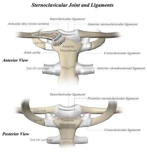 Sternoclavicular Joint Anatomy