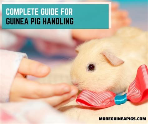 Complete Guide For Guinea Pig Handling More Guinea Pigs