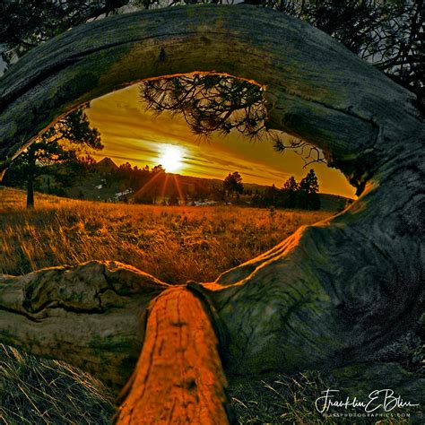 Perspective Eye Of The Tree Bliss Photographics Perspective