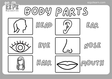 Fun And Educational Body Parts Coloring Pages For Kids