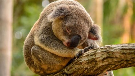 Sleeping Koala Hd Desktop Wallpaper Widescreen High Definition