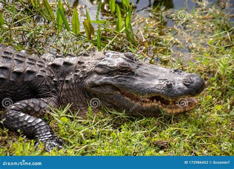 Alligator In The Wetlands In Everglades Florida Stock Photo Image Of