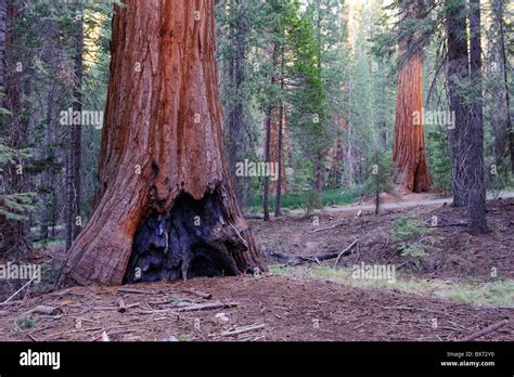 Usa California Yosemite National Park Mariposa Grove Giant Sequoias