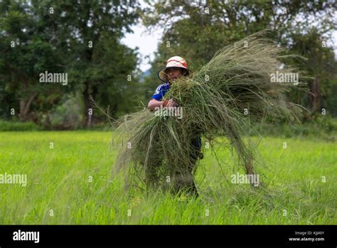 Khmer Farmer Carrying Grass Cambodia Stock Photo Alamy