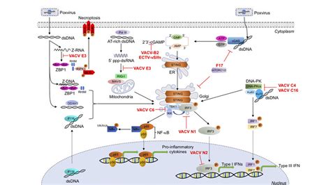 Cytosolic Dna Sensor Mediated Signaling Pathways And Poxvirus Download Scientific Diagram