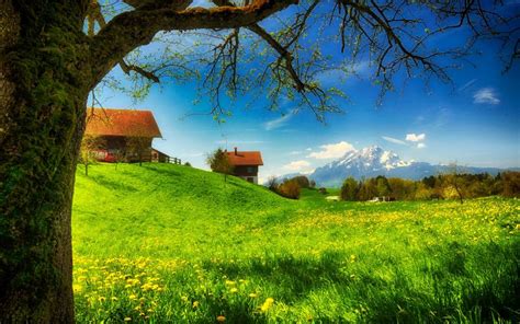 Spring Greens Houses Grass Mountains Flowers Tree Meadow Sunny