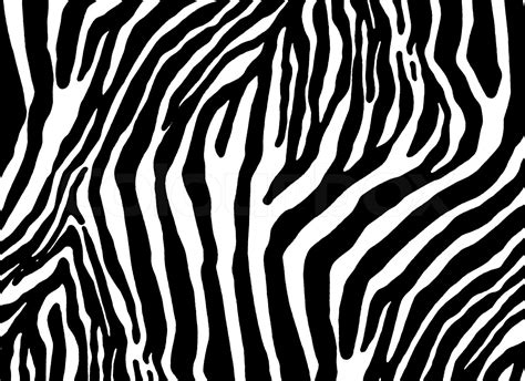 Zebra As Texture Stock Image Colourbox