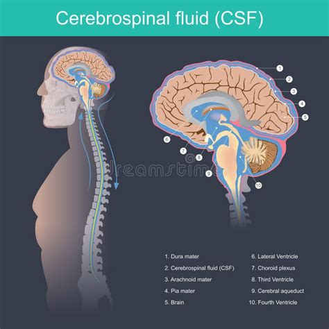 Anatomy Spinal Cord Brain Stock Illustrations 3083 Anatomy Spinal