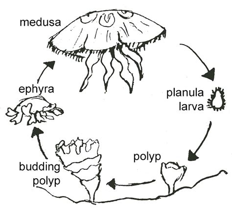 Immortal Jellyfish Life Cycle Immortal Jellyfish