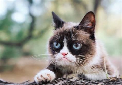 Grumpy Cat Owner Wins 700k Lawsuit Over Copyright Infringement