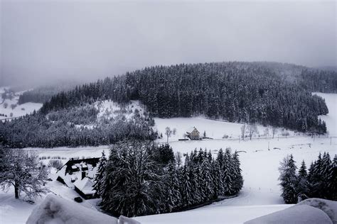 Free Download Trees During Winter Black Forest Winter Landscape