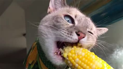 The Cats Are Eating Corn