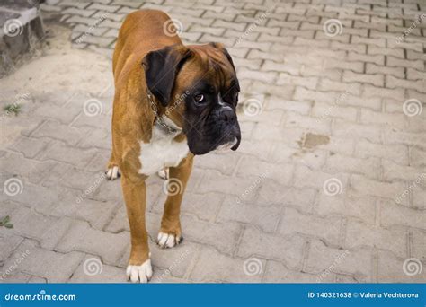 Boxer Dog Behind The Fence Slovakia Stock Photo Image Of Happy