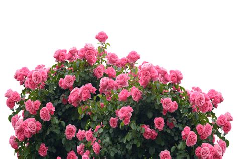 Roses Love Nature Rose Bloom Pink Garden Flowers Clean Public Domain