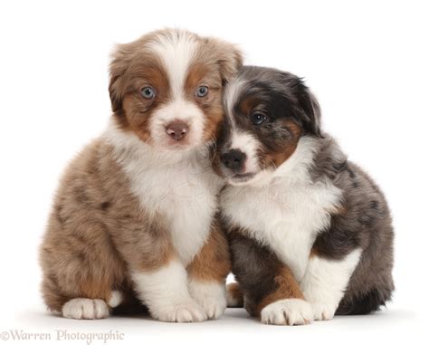Maybe you would like to learn more about one of these? Dogs: Two Mini American Shepherd puppies photo WP43583
