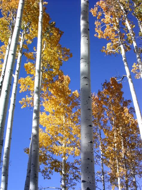 Days inn flagstaff east near the meteor crater, 3601 east lockett road, flagstaff, az. 102 best ASPEN TREES. ALWAYS ONE OF MY FAVORITES. images ...