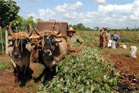 La Agricultura Cubana Y Sus Cinco Formas De Producción