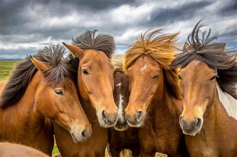 The horse was the most frequent transport means in ancient society and it is considered as no. Meet the Icelandic Horse Tour | Íshestar