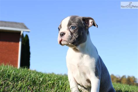 See more of best boston terrier puppies on facebook. Nala: Boston Terrier puppy for sale near Hudson Valley ...