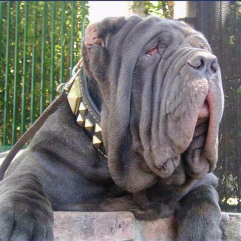 5 Ugly Dog Breeds You Need To See With Pictures