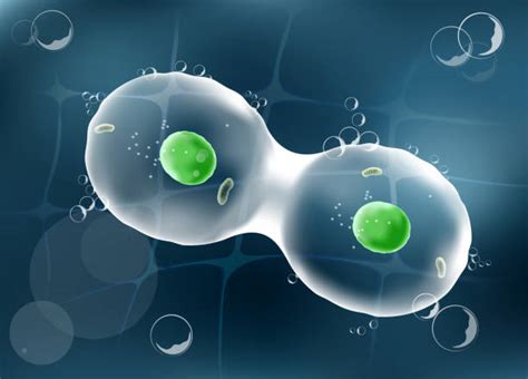 Royalty Free Mitosis Clip Art Vector Images And Illustrations Istock